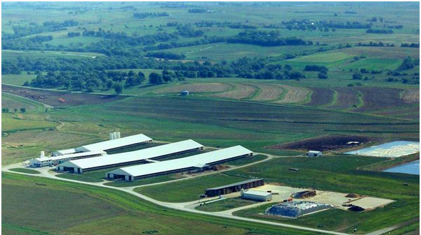 Dairy Consulting Services